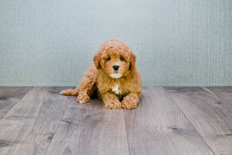 Cavapoo Pup Being Cute