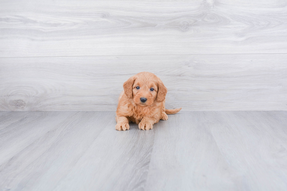 Little Golden Retriever Poodle Mix Puppy