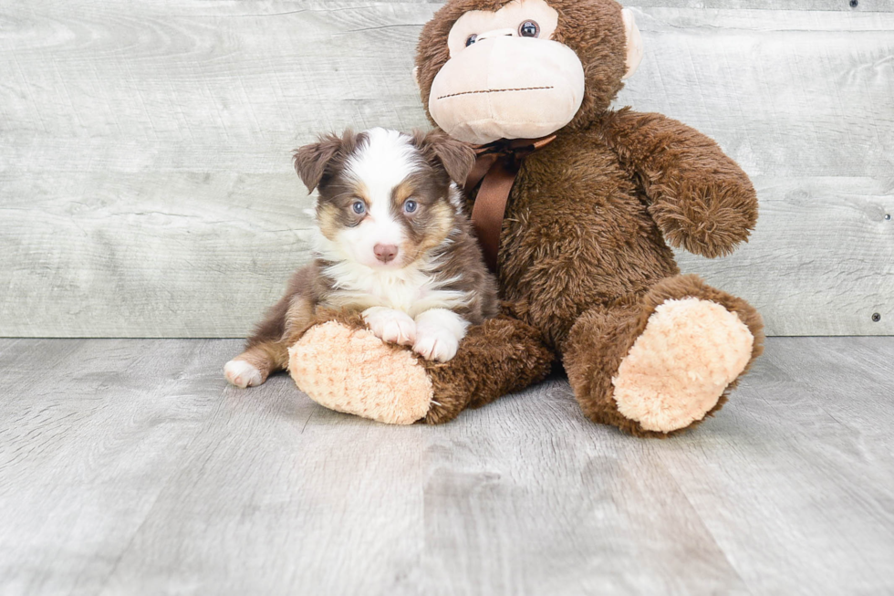 Small Mini Aussiedoodle Baby