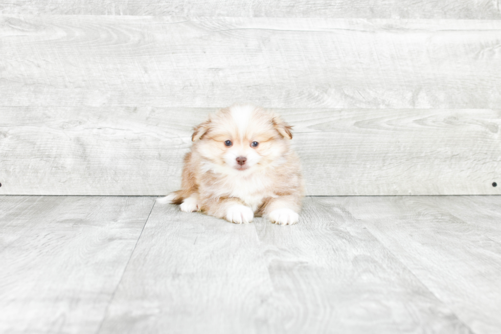 Friendly Pomeranian Baby