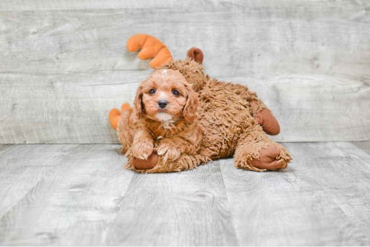 Happy Cavapoo Baby