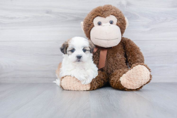 Teddy Bear Pup Being Cute