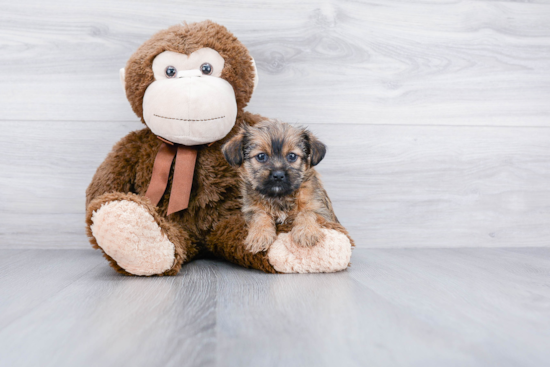 Morkie Pup Being Cute