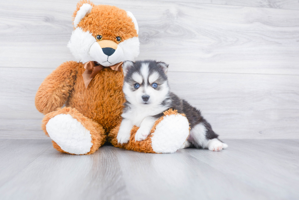 Best Pomsky Baby