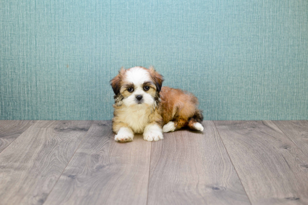 Teddy Bear Pup Being Cute