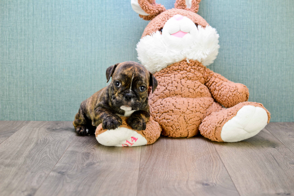 Cute English Bulldog Mix Puppy