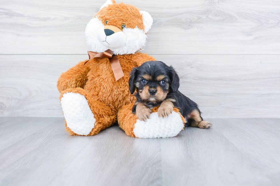 Cavalier King Charles Spaniel Puppy for Adoption