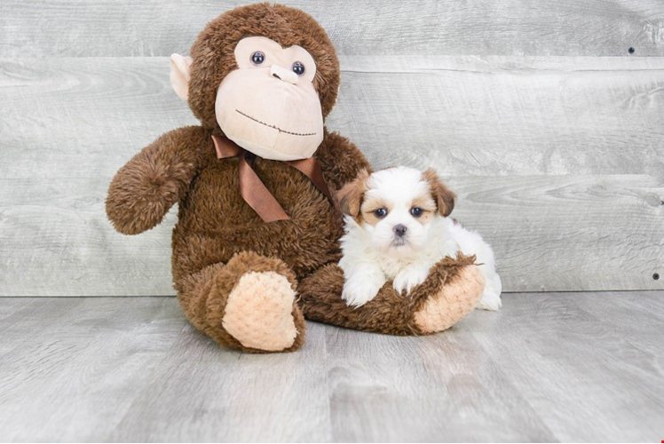 Adorable Shichon Designer Puppy