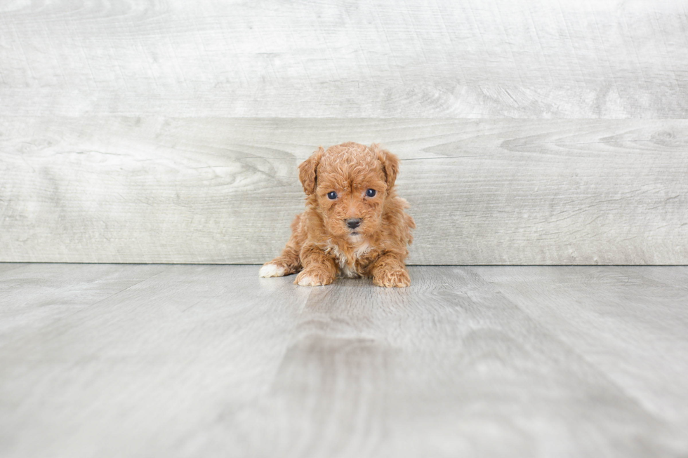 Best Maltipoo Baby