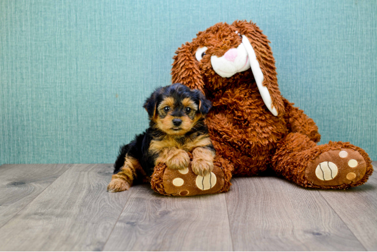 Happy Yorkie Poo Baby