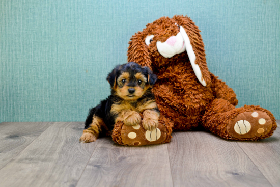 Happy Yorkie Poo Baby