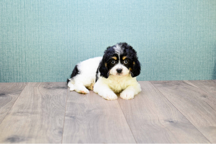 Hypoallergenic Cavalier Designer Puppy