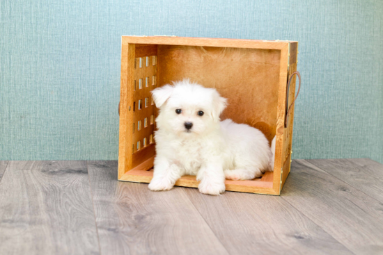 Maltese Puppy for Adoption