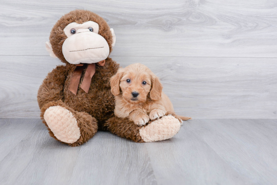 Little Golden Retriever Poodle Mix Puppy