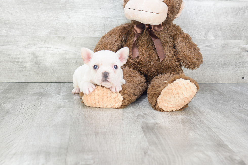 Sweet Frenchie Purebred Puppy