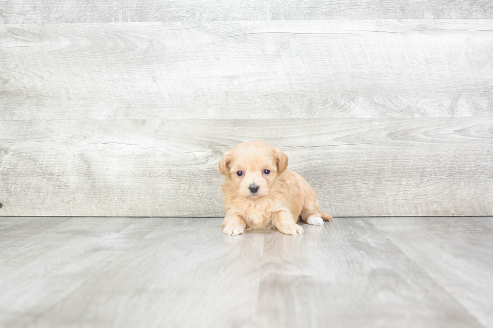 Popular Maltipoo Poodle Mix Pup