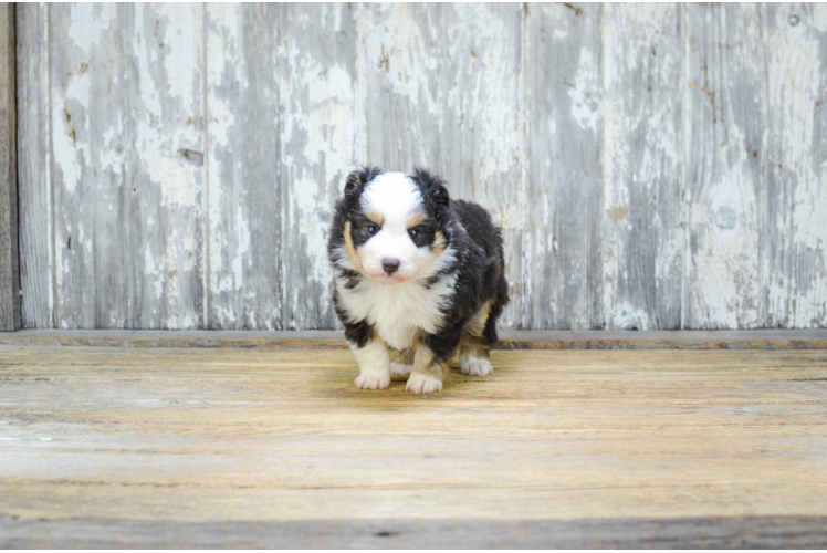 Best Mini Aussiedoodle Baby