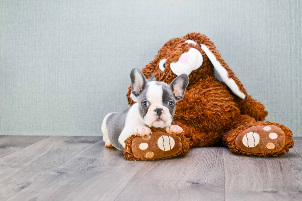 Best French Bulldog Baby