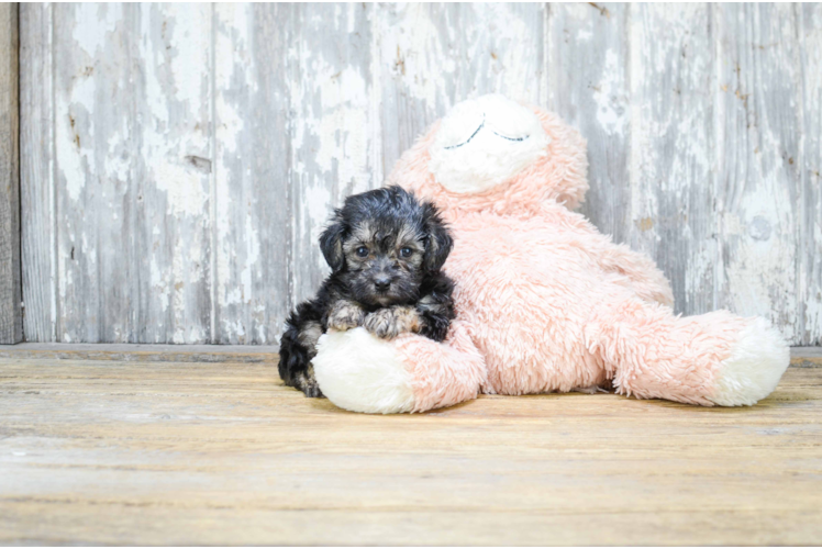 Friendly Yorkie Poo Baby