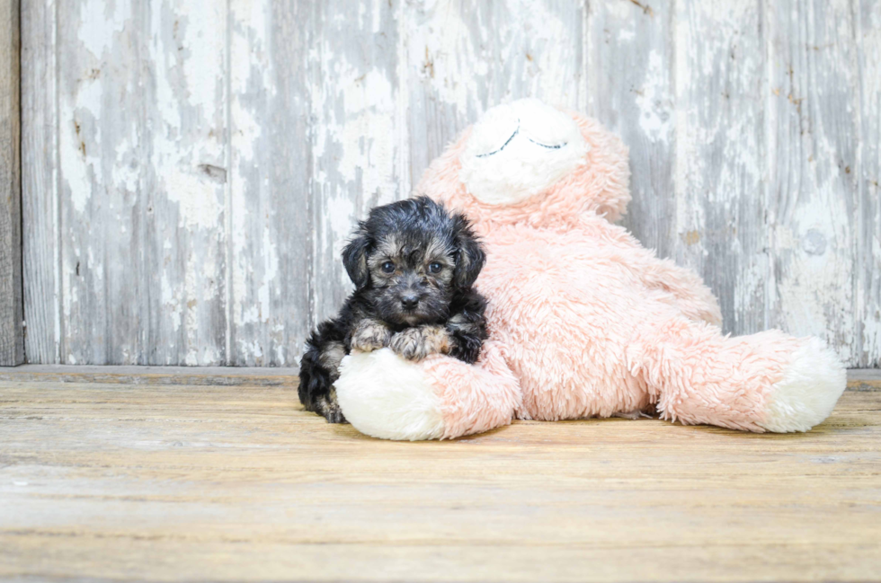 Friendly Yorkie Poo Baby