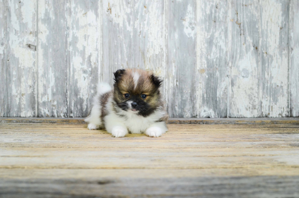 Little Pomeranian Purebred Pup