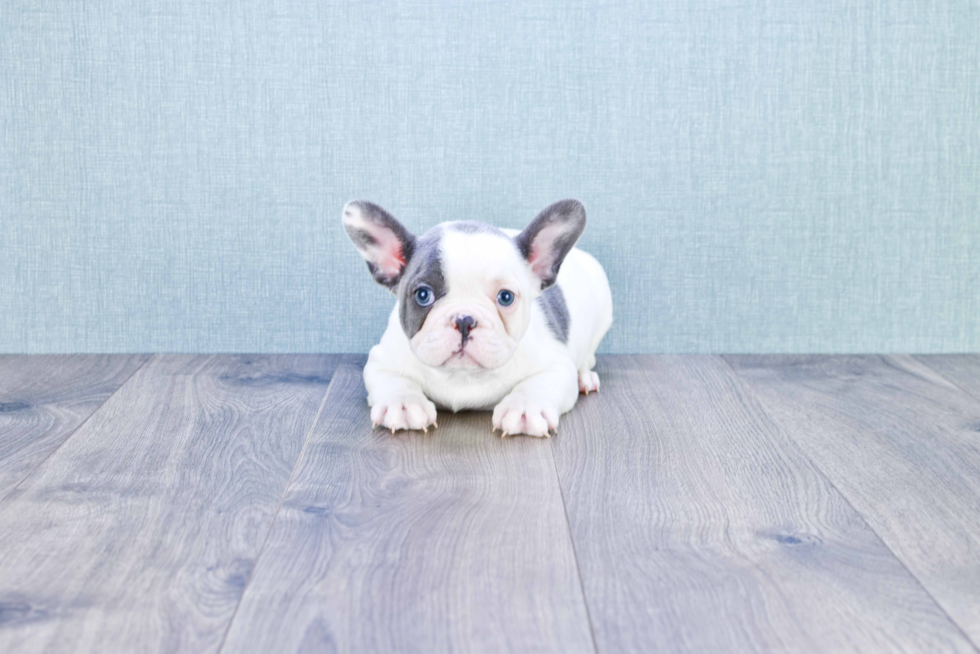 Hypoallergenic French Bulldog Purebred Pup