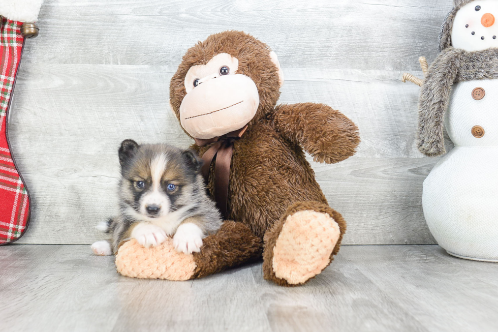 Pomsky Puppy for Adoption