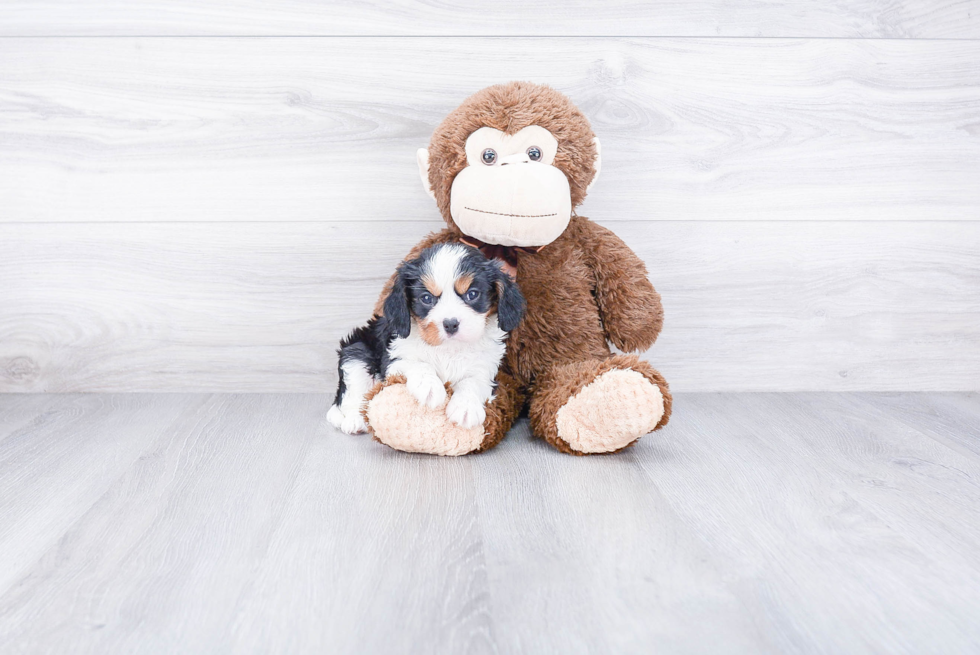 Best Cavalier King Charles Spaniel Baby