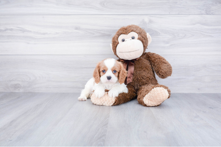 Funny Cavalier King Charles Spaniel Purebred Pup