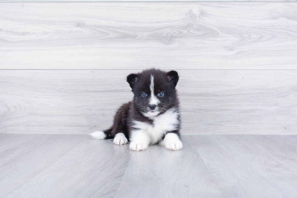 Best Pomsky Baby