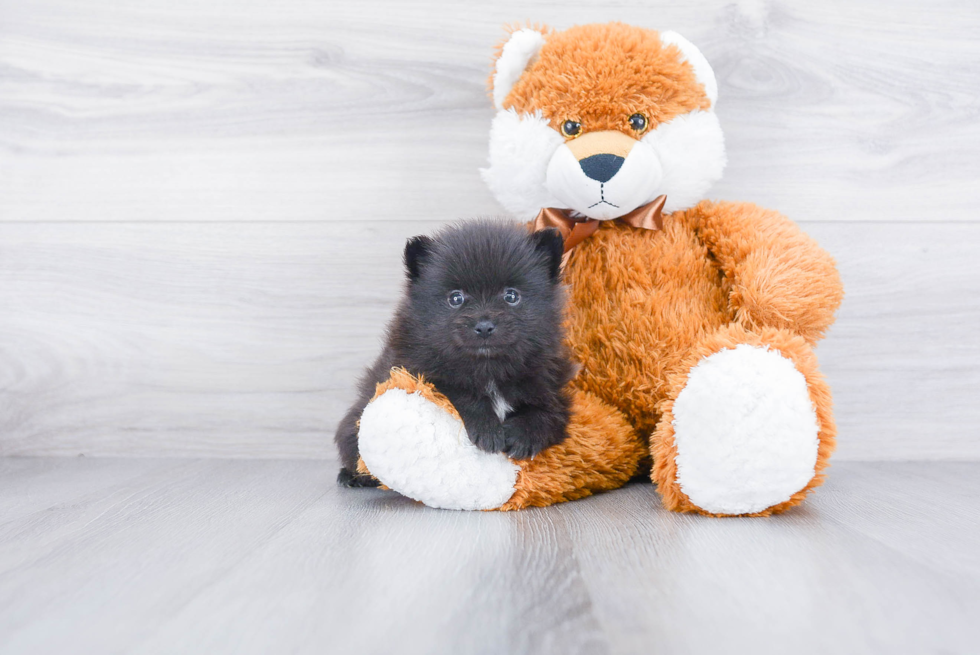 Pomeranian Puppy for Adoption