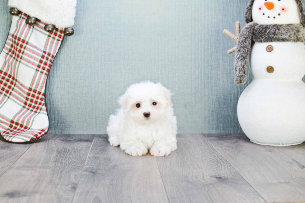 Maltese Pup Being Cute