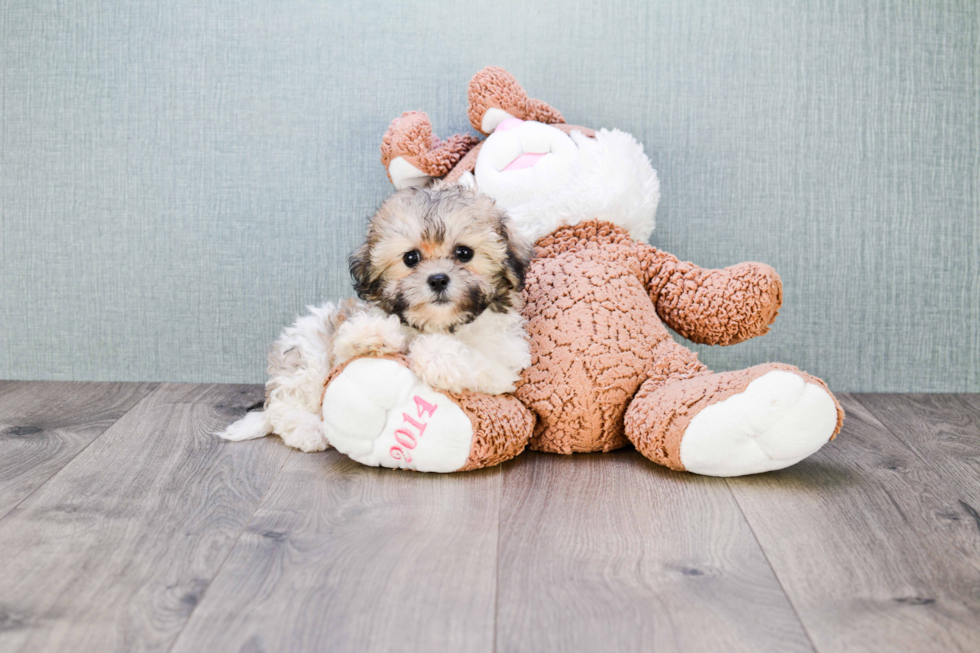 Teddy Bear Pup Being Cute