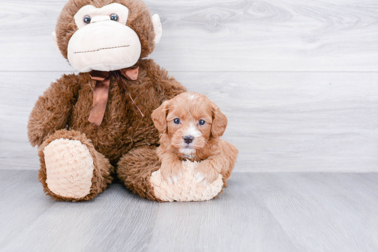 Playful Cavoodle Poodle Mix Puppy