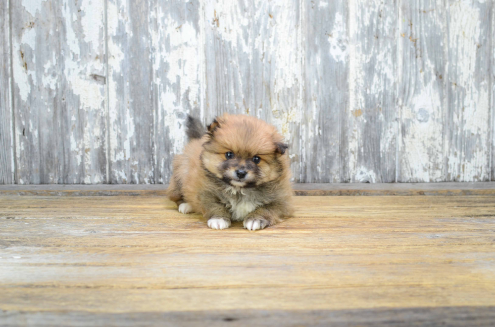 Pomeranian Pup Being Cute