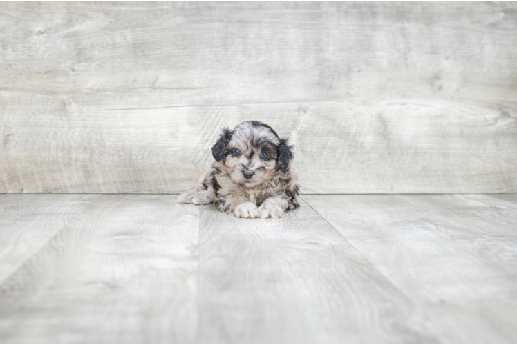 Sweet Mini Aussiedoodle Baby