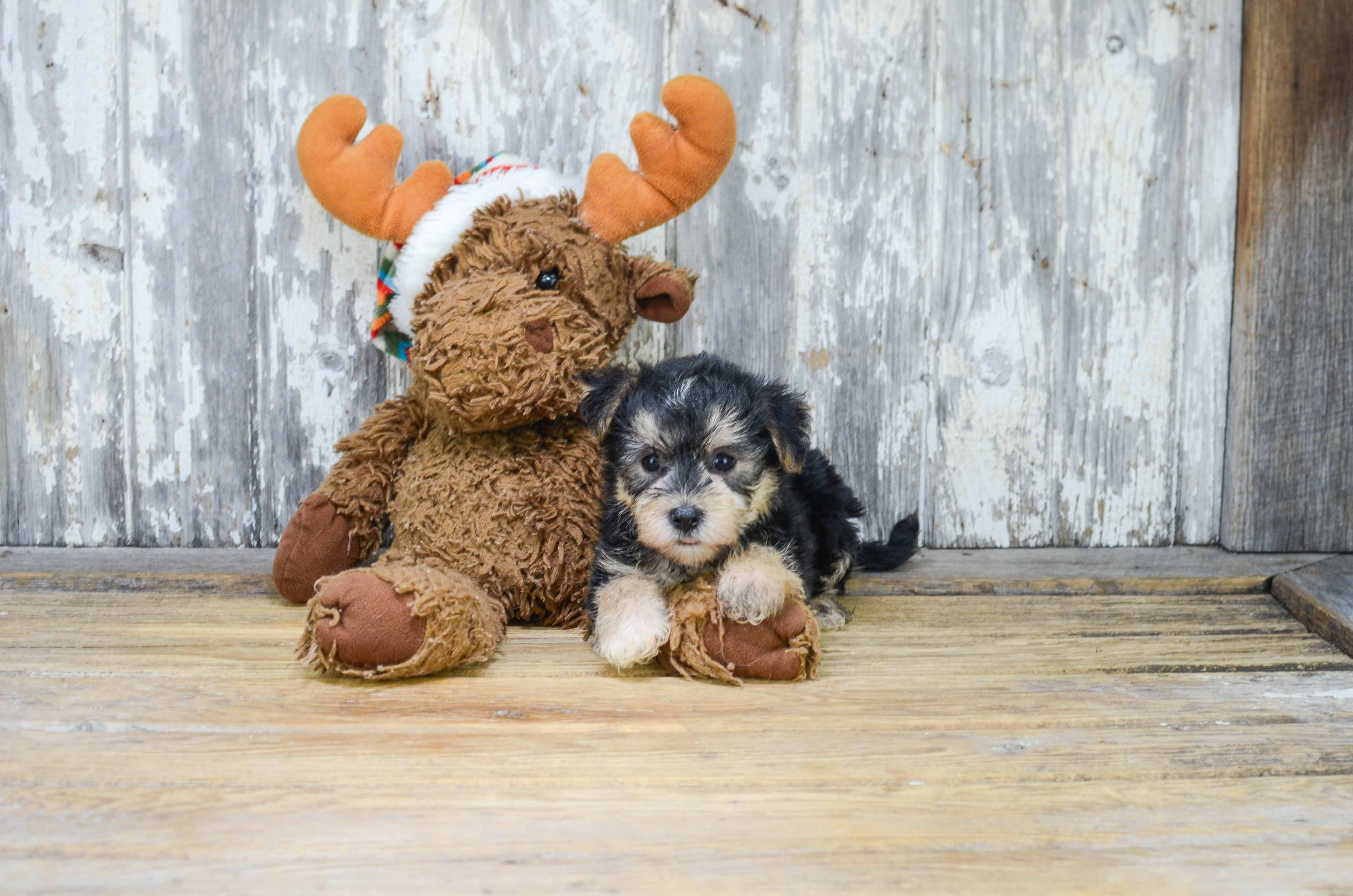 Petite Morkie Designer Pup