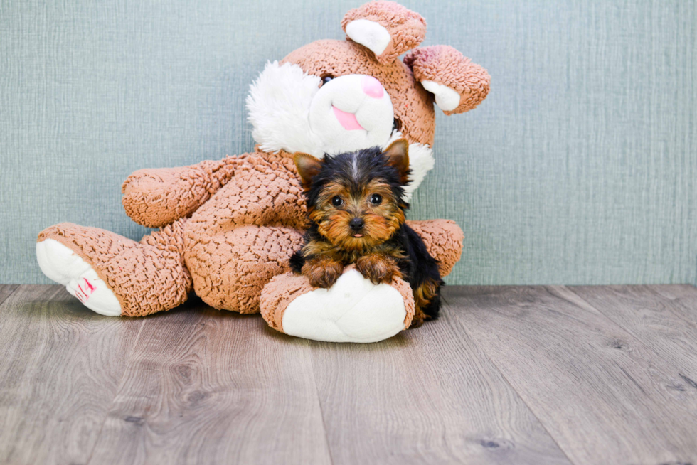 Meet Beckham - our Yorkshire Terrier Puppy Photo 