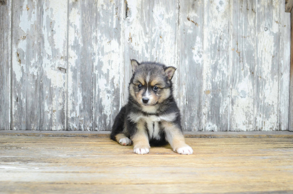 Funny Pomsky Designer Pup