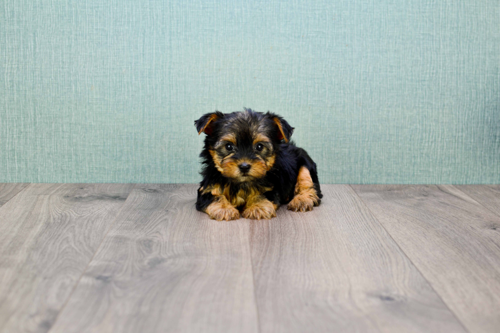 Meet Bronze - our Yorkshire Terrier Puppy Photo 