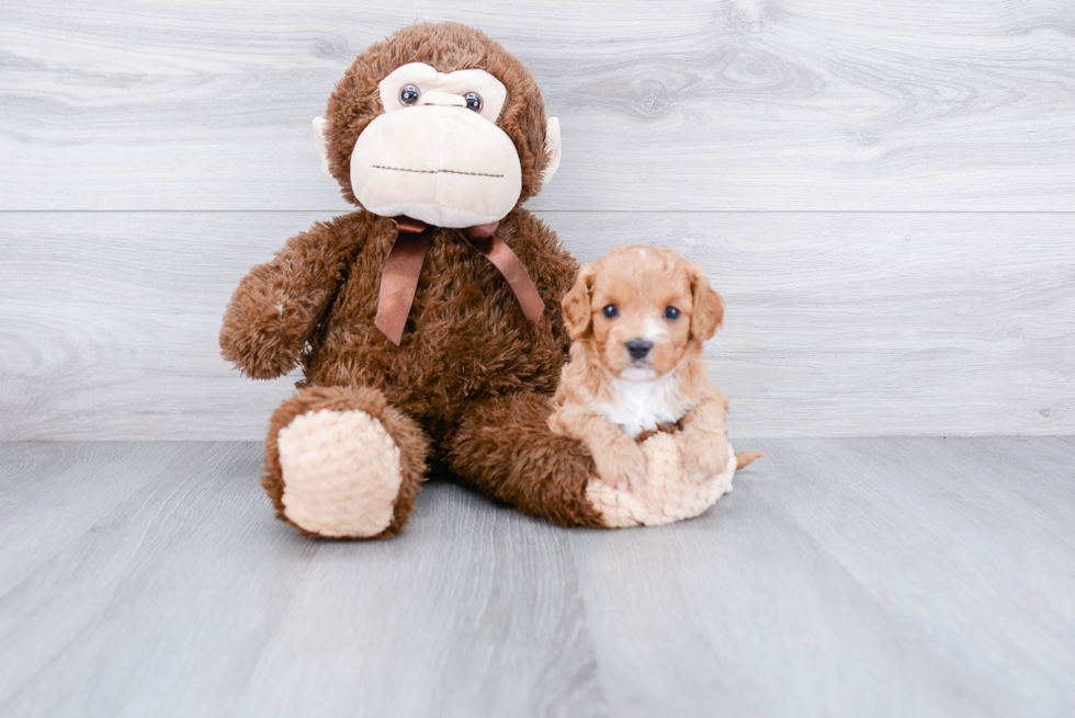 Cavapoo Pup Being Cute