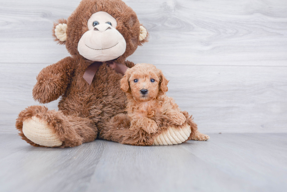 Best Cavapoo Baby