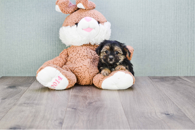 Energetic Yorkie Designer Puppy