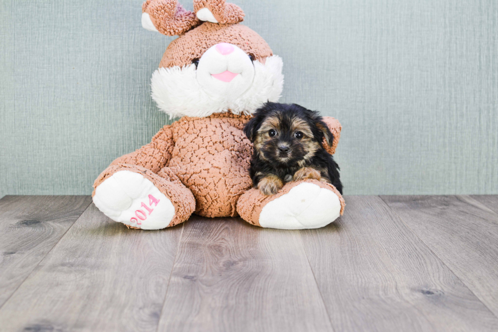 Energetic Yorkie Designer Puppy