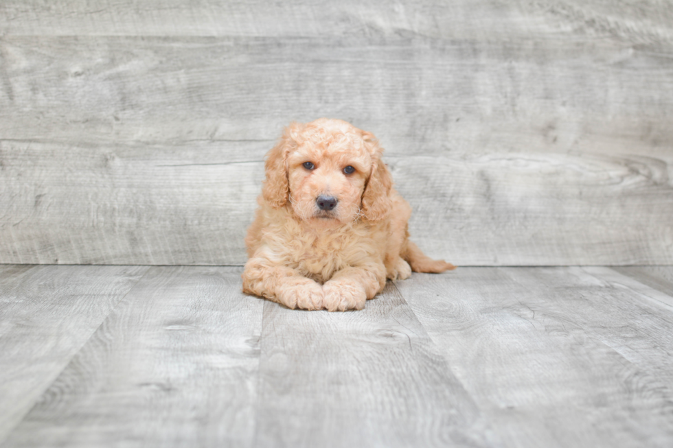 Mini Goldendoodle Puppy for Adoption