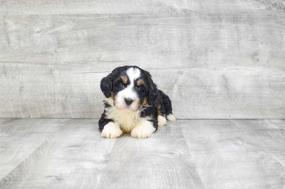 Happy Mini Bernedoodle Baby