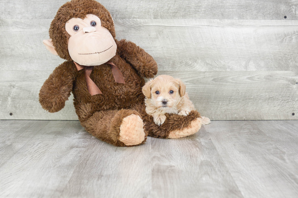 Small Maltipoo Baby