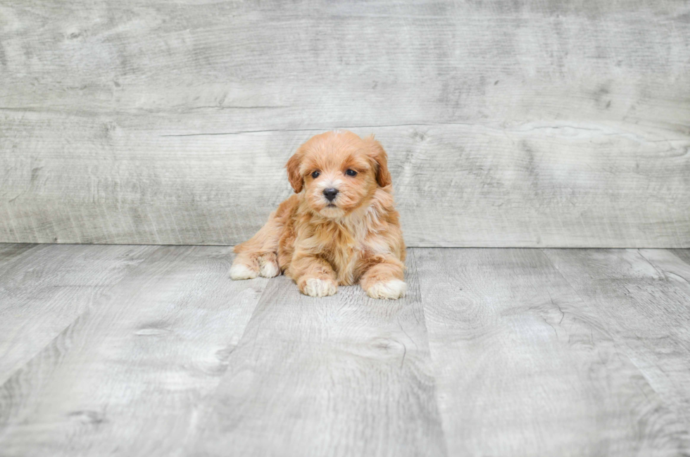 Mini Bernedoodle Puppy for Adoption