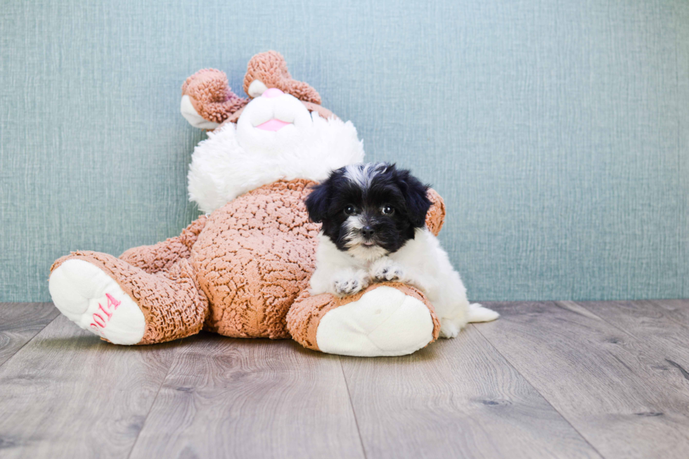 Adorable Maltese Poodle Poodle Mix Puppy