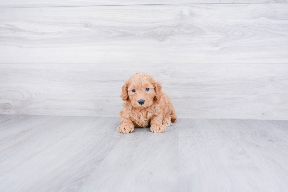 Best Mini Goldendoodle Baby